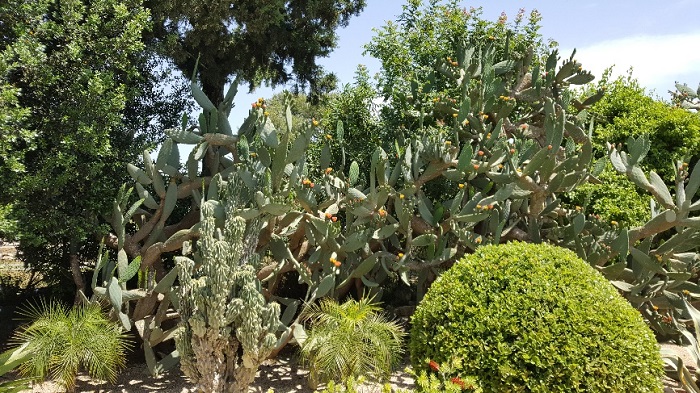 Üppiges Pflanzenwachstum in Galiläa. Der Feigenkaktus trägt schon Früchte