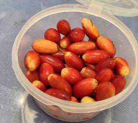 Eine kleine „Wunderfrucht“: Nach dem Genuss dieser roten Frucht schmecken selbst saure Lebensmittel plötzlich süß.