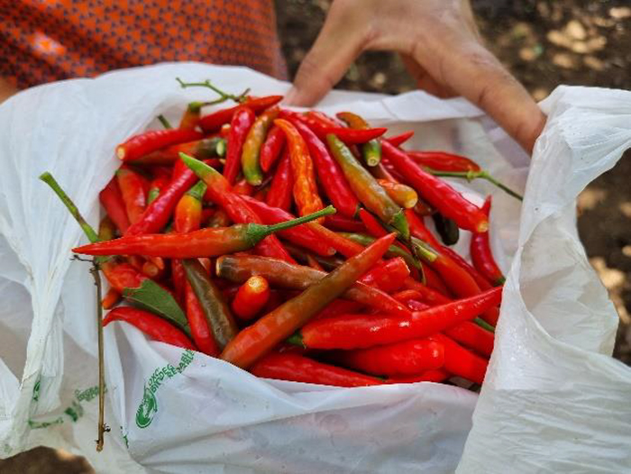 Chiliernte
