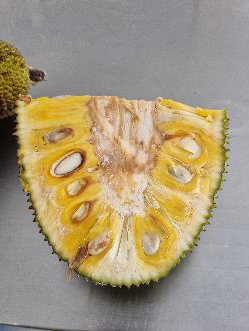 Jackfruit: Die große tropische Frucht wird reif als Obst gegessen, unreif kann sie auch als Fleischersatz verwendet werden.